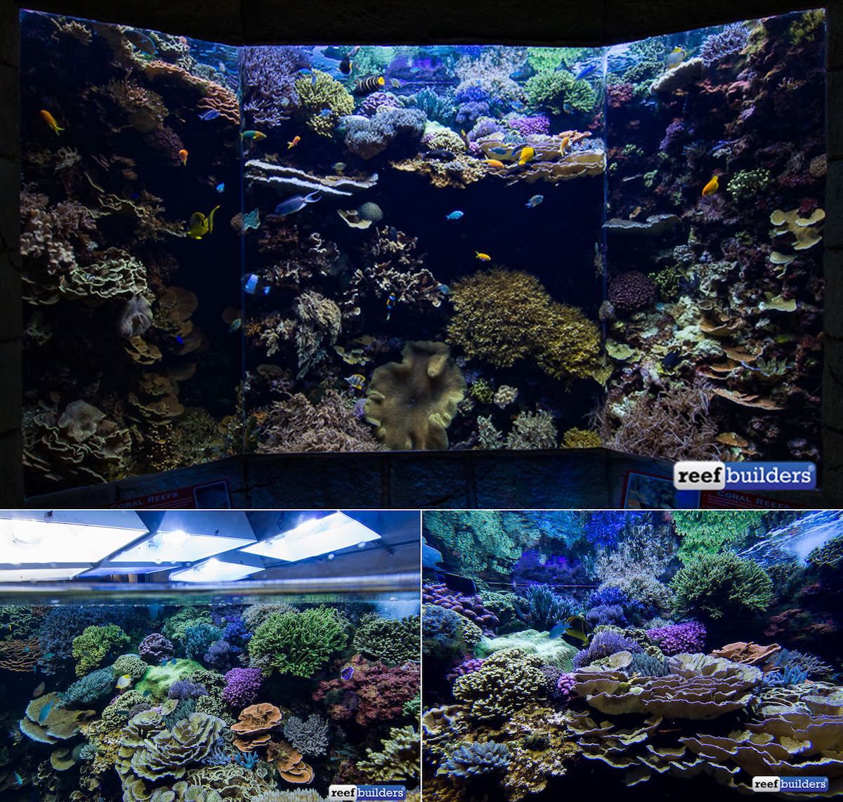 Go Dive Now Try Scuba Diving at the Denver Aquarium June 30 & 31