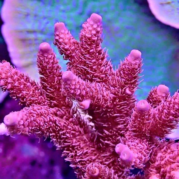 Nano Bubbles in the Reef Aquarium | Reef Builders | The Reef and ...