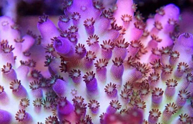 Nano Bubbles in the Reef Aquarium | Reef Builders | The Reef and ...