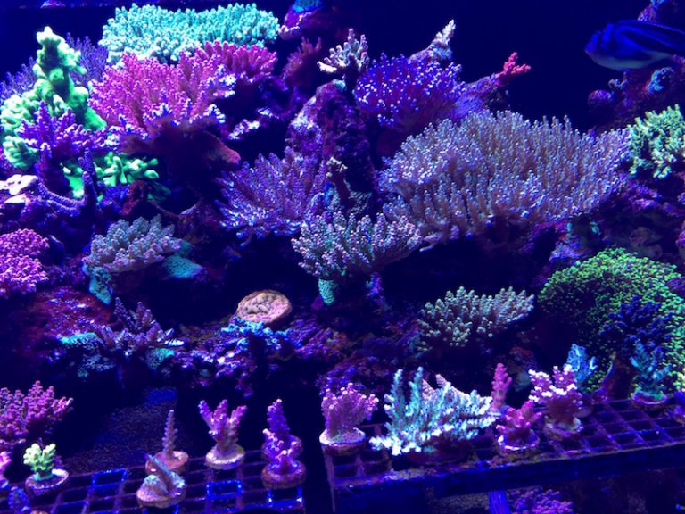 Nano Bubbles in the Reef Aquarium | Reef Builders | The Reef and ...