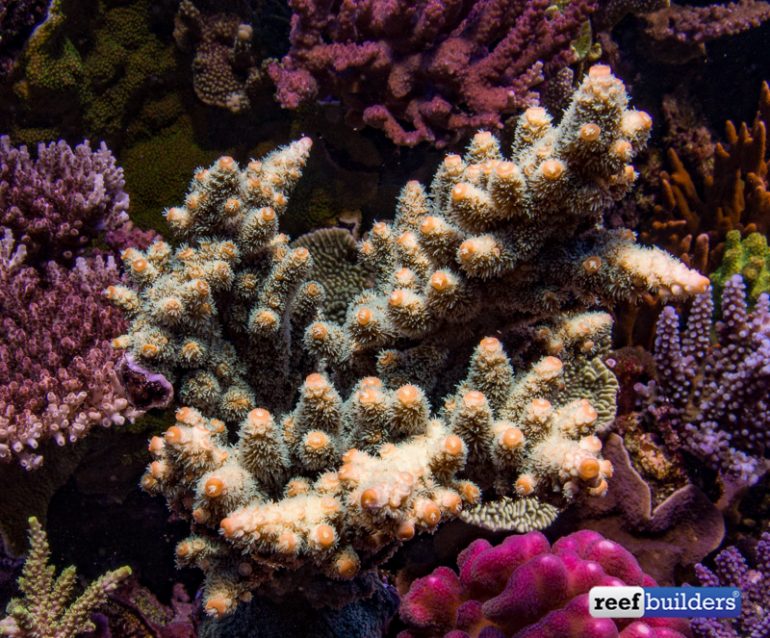 Toxic Acropora florida is a Whole New Level of Fluorescent Green | Reef ...