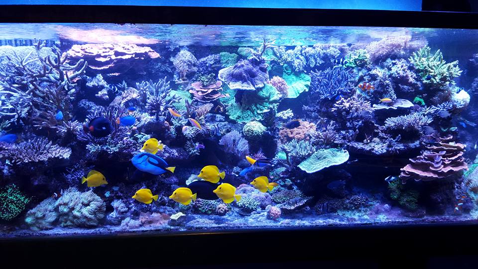 400 Gallon Fish Tank - Frag Box Corals