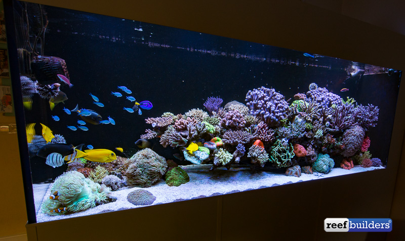 dutch-reef-tank-Wesley Vreeswijk-1