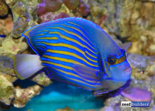 This Hybrid of Emperor and Annularis Angelfish is Downright Jawdropping ...