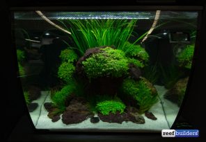 Fluval Flex tanks brings a new perspective to small aquariums | Reef ...