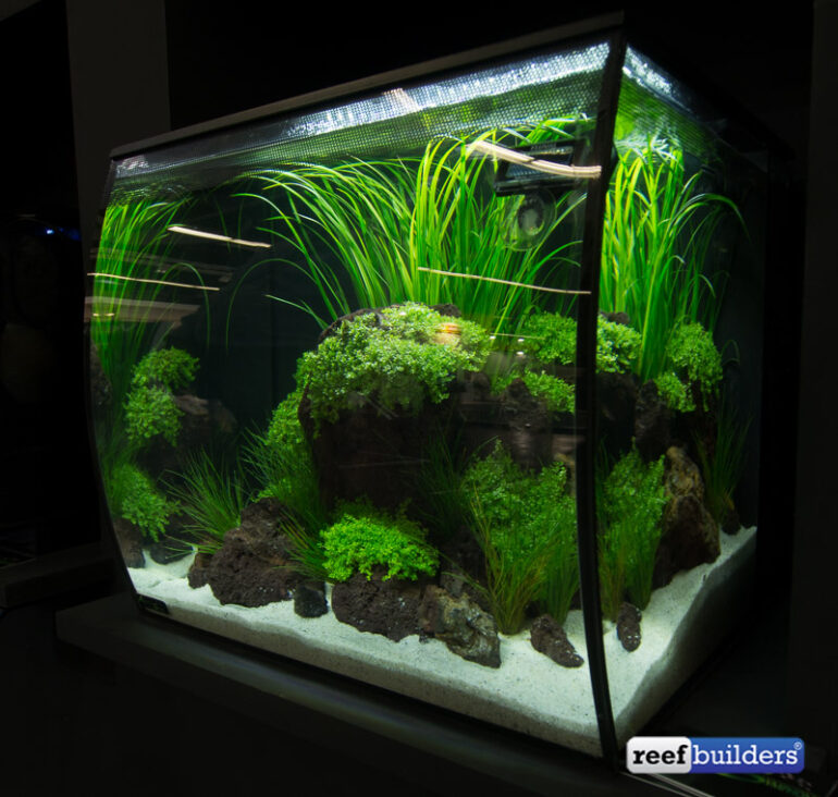 Fluval Flex tanks brings a new perspective to small aquariums | Reef ...