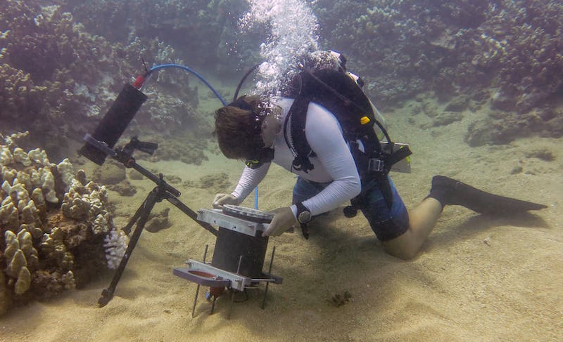 Underwater microscope catches incredible coral images on the reef ...