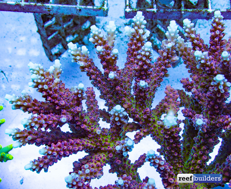 The Pink Cadillac Acro Looks Great at Any Size | Reef Builders | The ...