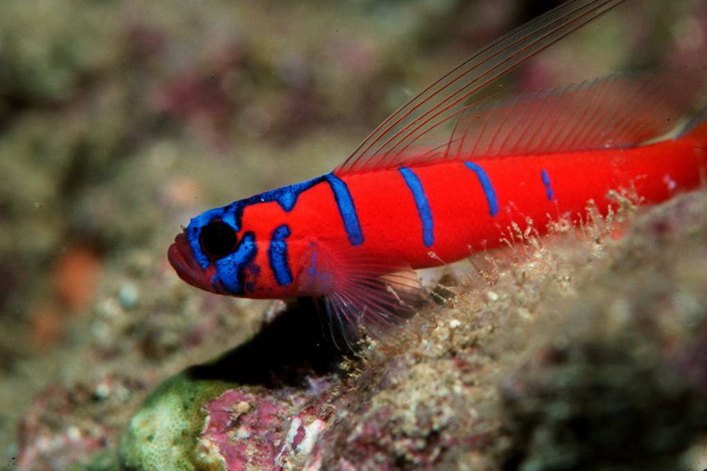 Awesome Fish Spotlight: The Catalina Goby, Reef Builders