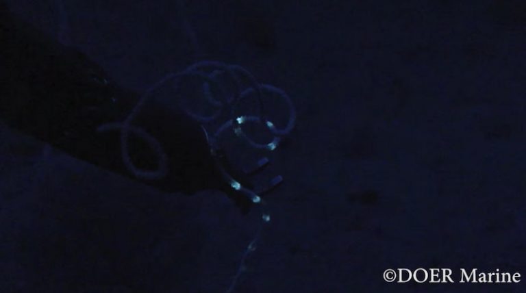 First video of coral bioluminescence in the deep sea | Reef Builders ...