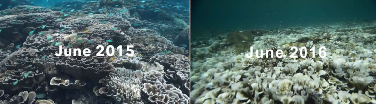 Video shows the effects of coral bleaching in Bali Indonesia | Reef ...