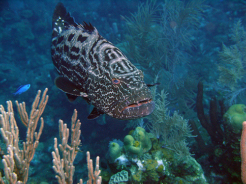 The large size and acute vision of groupers makes them both smart and unafraid of both divers and aquarists