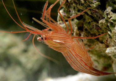 peppermint shrimp molt