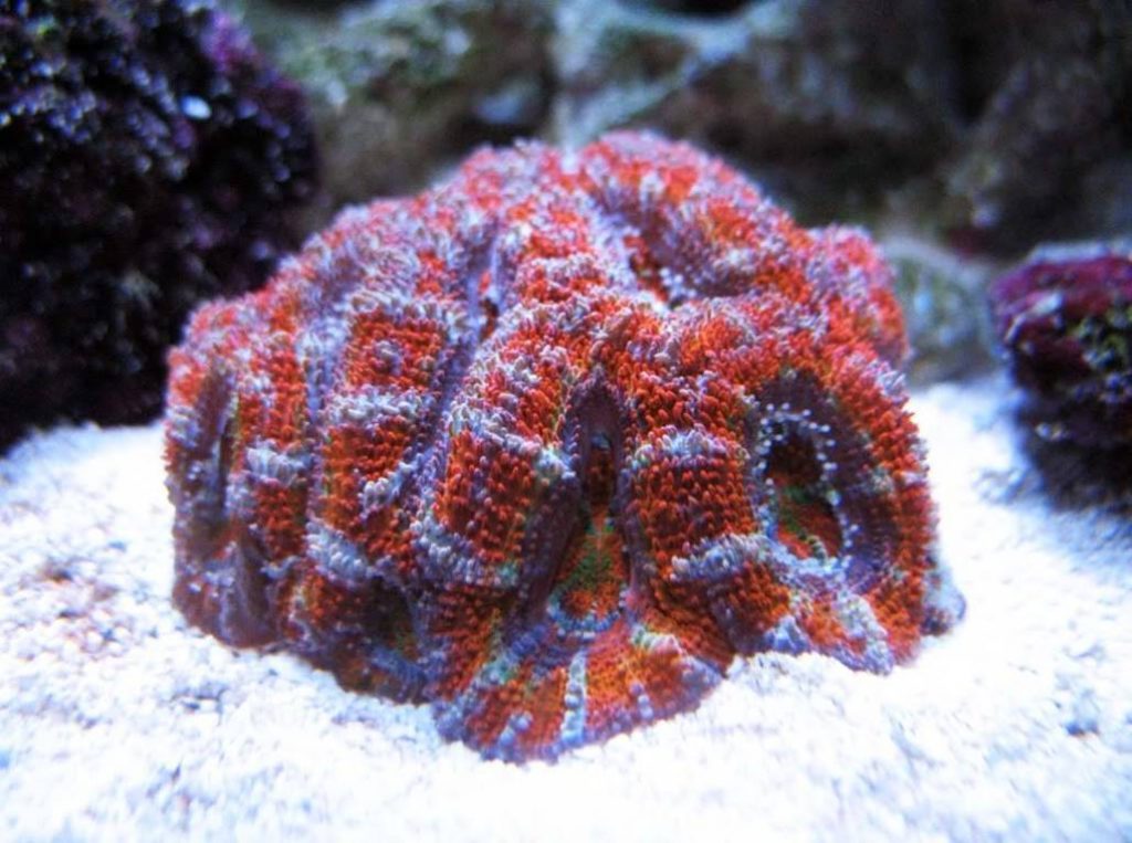 Micro Lords Successfully Spawned by Ultra Corals Australia Reef