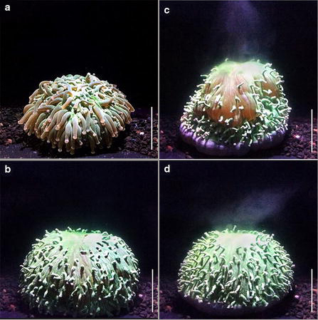 Pulsed inflation by Heliofungia actiniformis to expel algae. a Acclimated coral at 26 °C. b Inflation maximum before contraction. c Contraction and expulsion of zooxanthellae. d Even after expulsion the corals often maintain a level of inflation. Scale bar 5 cm