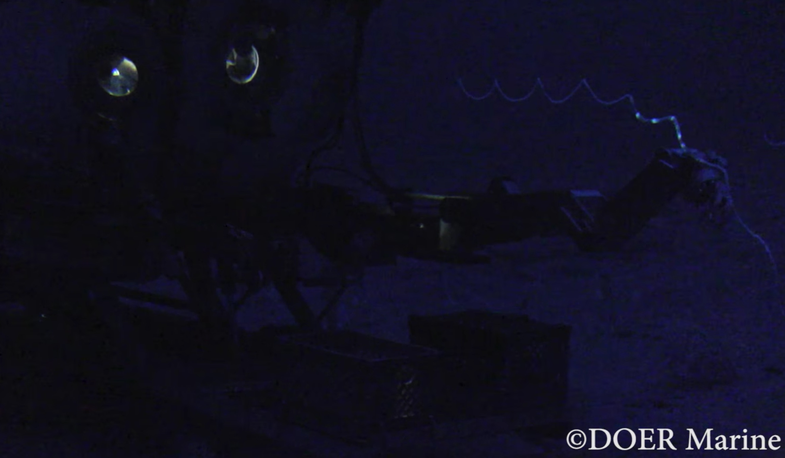 First video of coral bioluminescence in the deep sea | Reef Builders ...