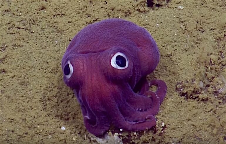 colossal squid eye