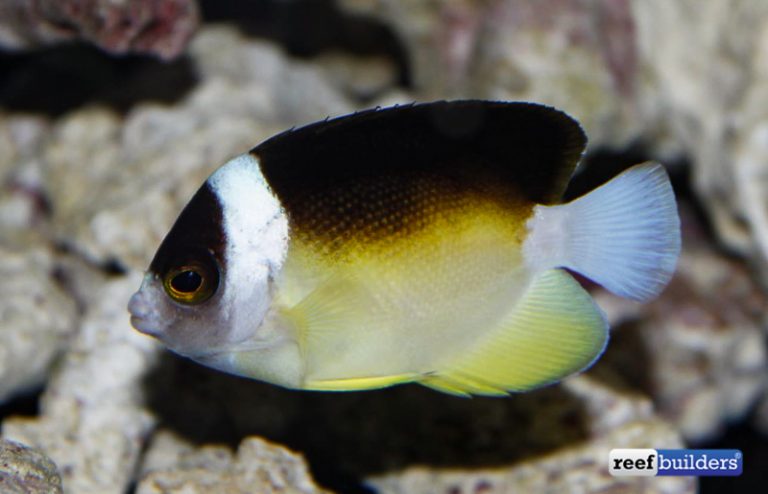 Centropyge abei, Close Up With This Rare Deep Water Angelfish | Reef ...