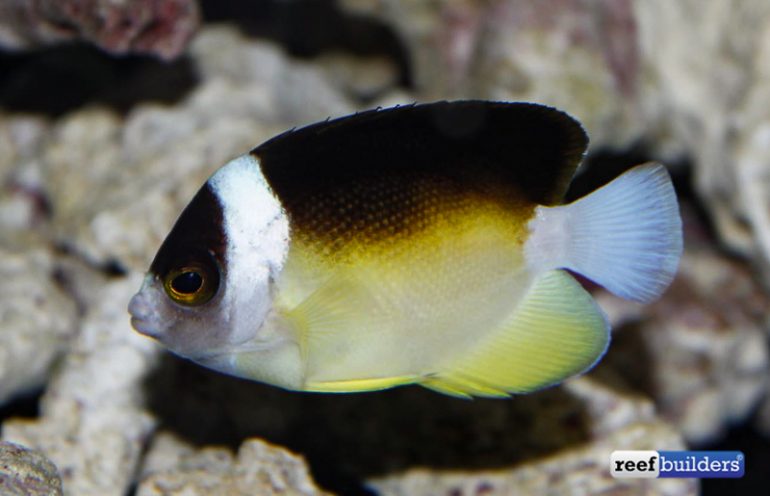 Centropyge abei, Close Up With This Rare Deep Water Angelfish | Reef ...