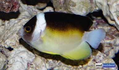 Centropyge abei, Close Up With This Rare Deep Water Angelfish | Reef ...