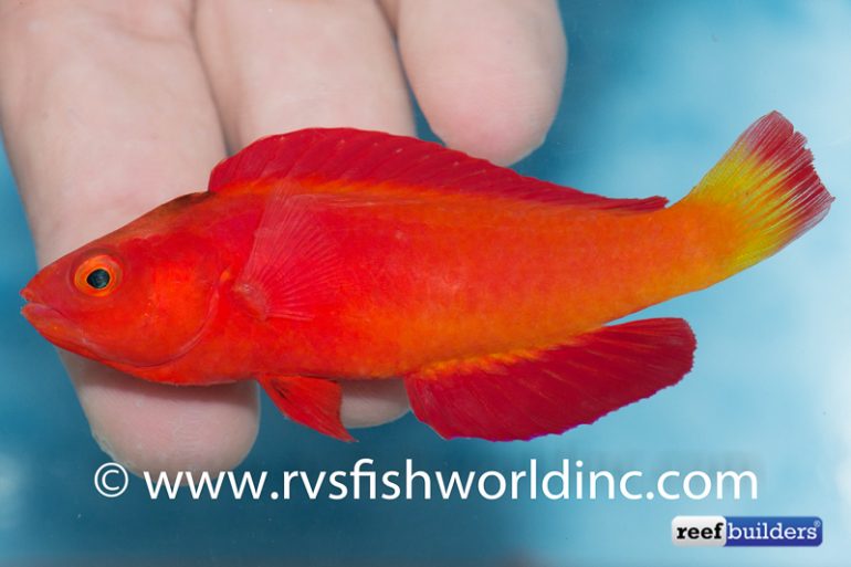 Cherry Fairy Wrasse is an Exciting New Cirrhilabrus from the ...