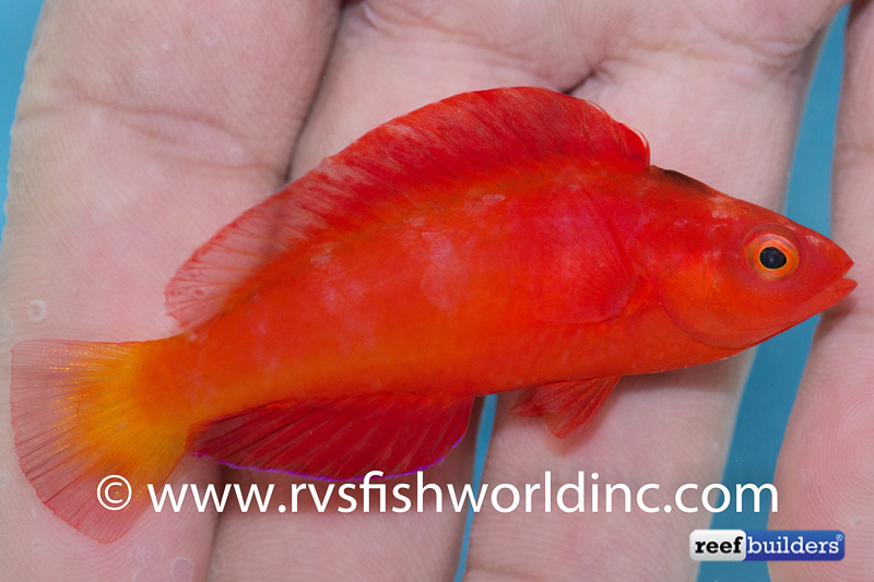 Cherry Fairy Wrasse is an Exciting New Cirrhilabrus from the ...