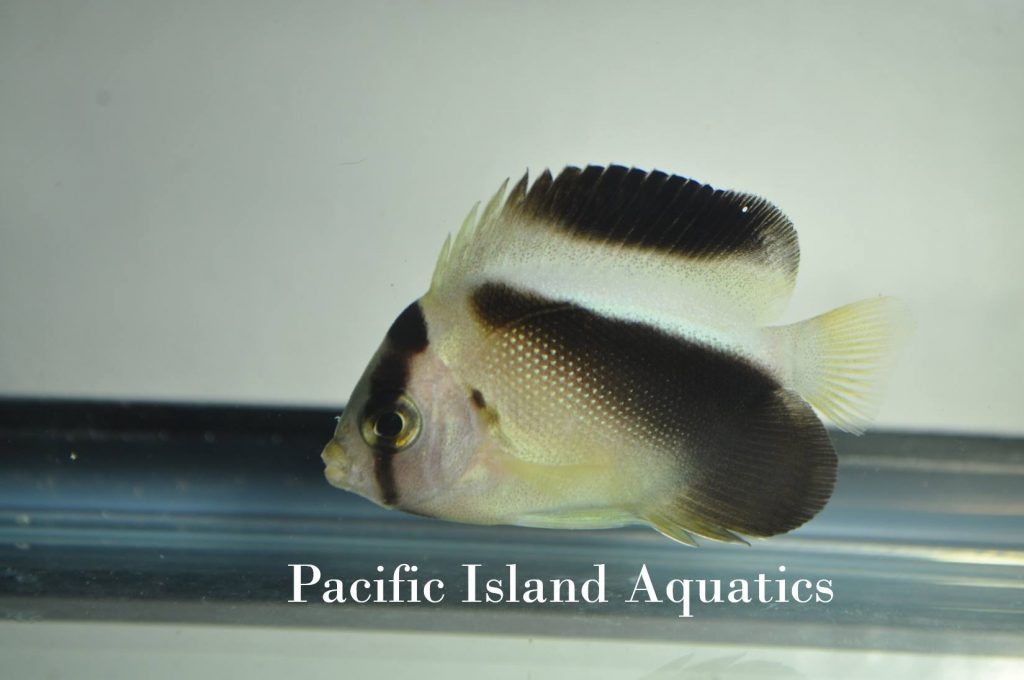 Goldflake x Griffis Angelfish Hybrid From Pacific Island Aquatics | Reef Builders | The Reef and Saltwater Aquarium Blog