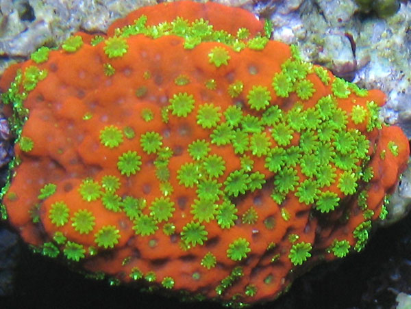 The Hottest Corals of 2006 | Reef Builders | The Reef and 