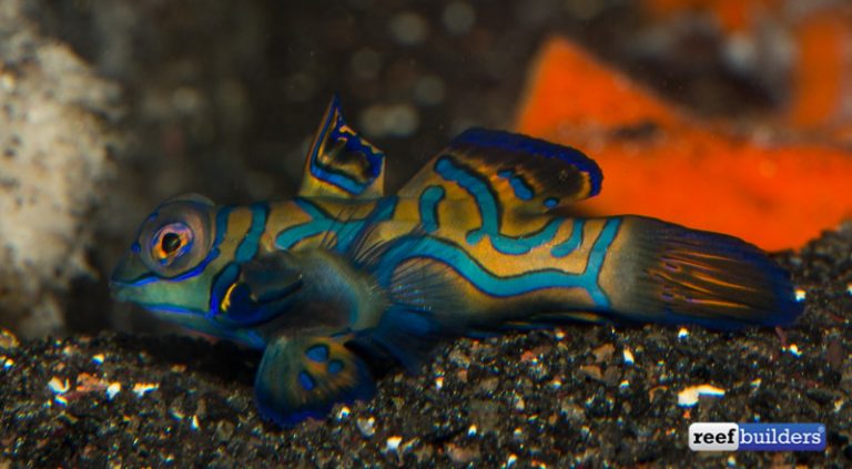 Captive Bred Mandarin Goby From Biota Aquariums Reef Builders The Reef And Saltwater