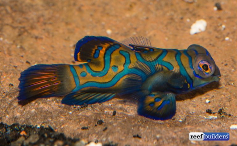 Captive Bred Mandarin Goby From Biota Aquariums Reef Builders The Reef And Saltwater