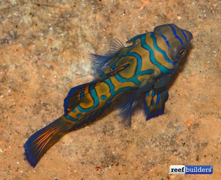 Captive Bred Mandarin Goby From Biota Aquariums Reef Builders The