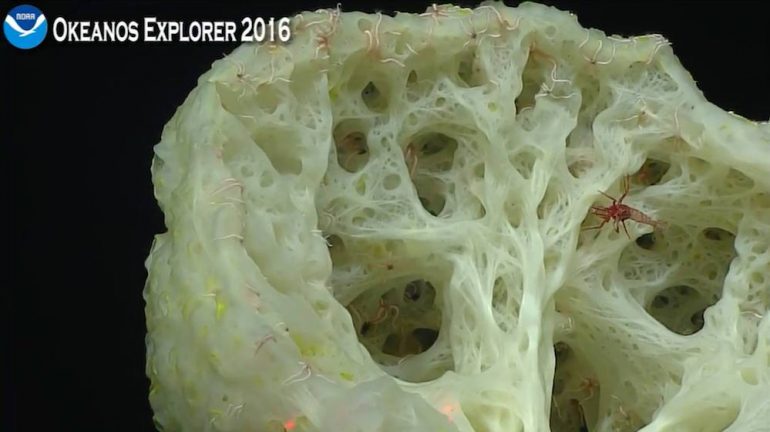 Ctenophore Comb Jellies declared First Animals on Earth, 700m years ago ...
