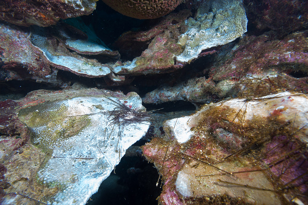 Mass dieoff of corals and invertebrates at East Flower Garden Bank