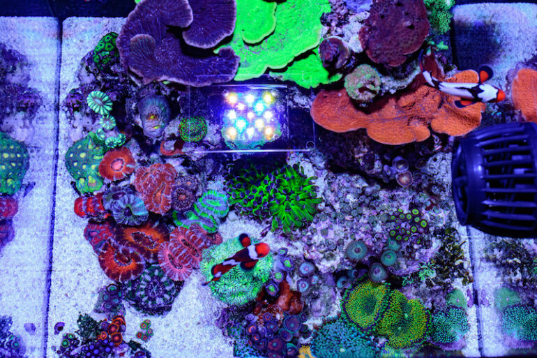 Teenyreef’s impeccable 10 gallon reef tank | Reef Builders | The Reef ...