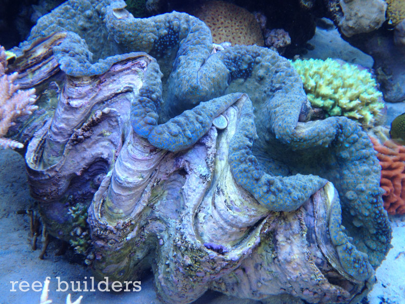 largest giant clam
