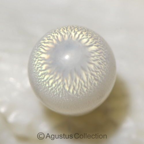 World’s Largest Pearl Was Made By A Giant Clam Reef Builders The