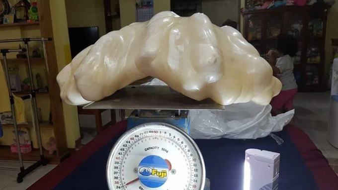 Largest Pearl Was Made By A Giant Clam 