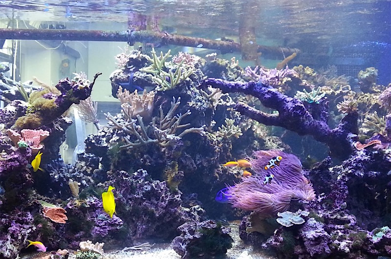 The early days of Martin's reef tank when all the corals were 'frags'