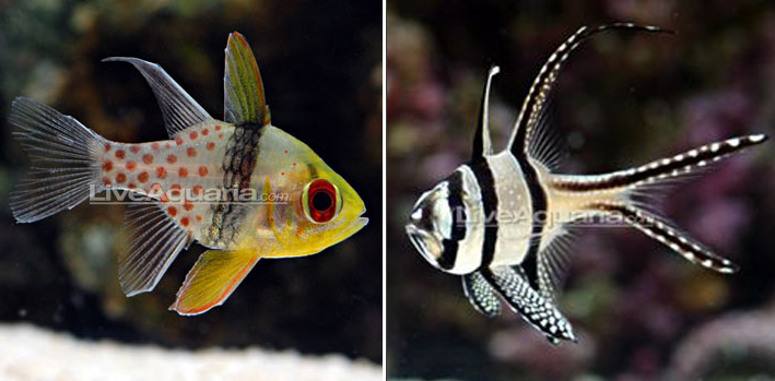 Pajama Cardinal Fish left and Banggai Cardinal (Kaudern's Cardinalfish) right. Photo: Live Aquaria