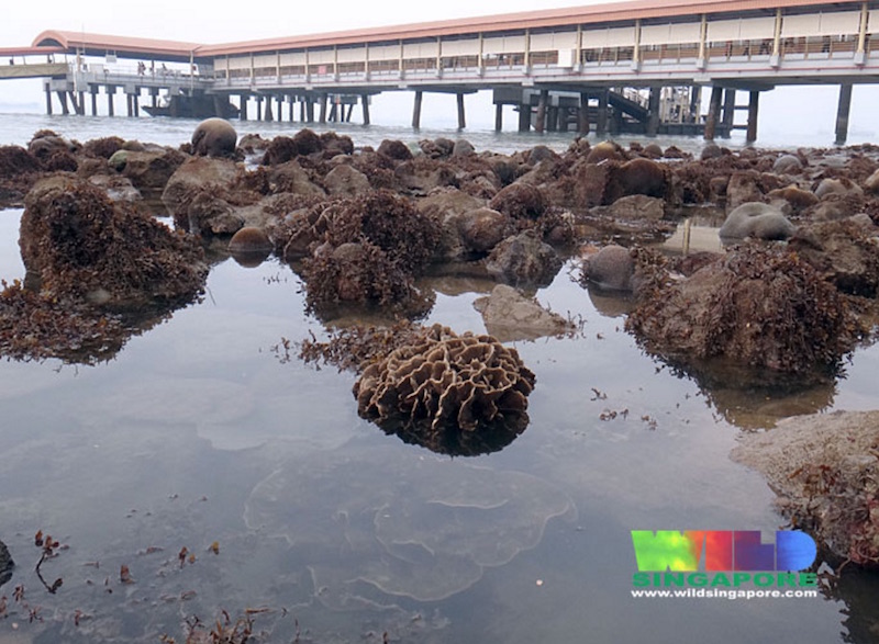 Corals regenerating naturally on artificial seawalls at Tanah Merah Ferry Terminal, Singapore. Photo Credit: Ria Tan