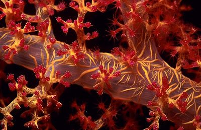 You can see the spicules of the soft coral.