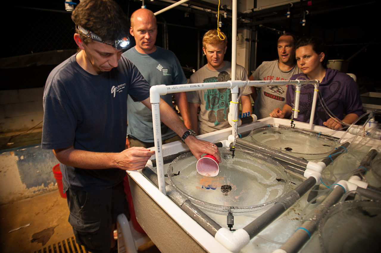 Dr. James Guest collecting coral larvae. Photo: PaulSelvaggio