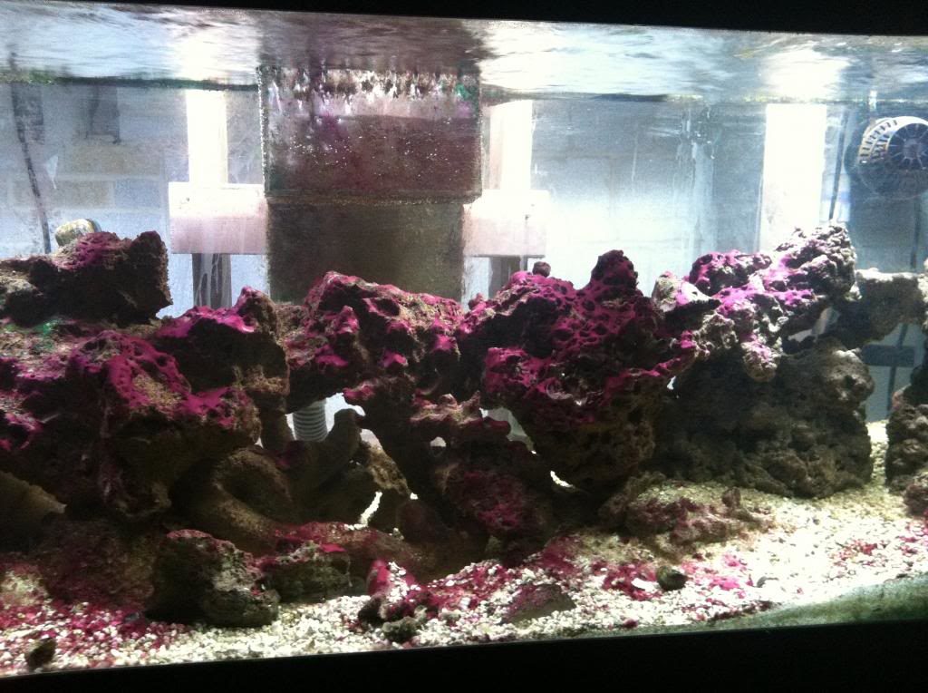 Red algae in store aquarium