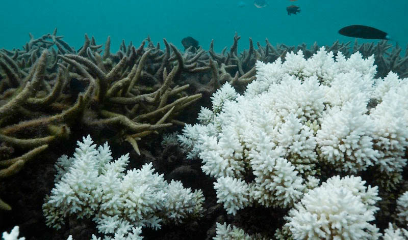 Intro to Acropora Coral Care, The Modern Reefer's Predicament