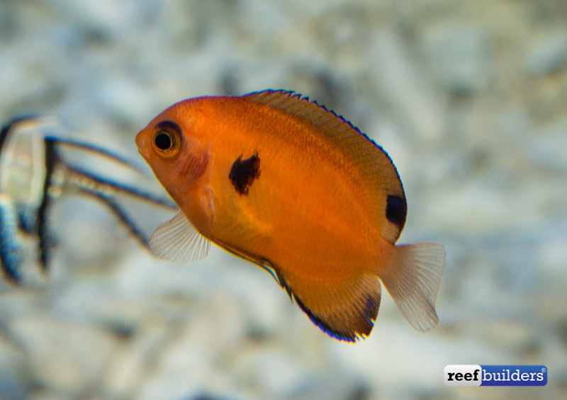 captive-bred-flame-angelfish-1