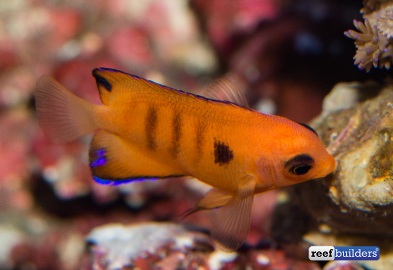 captive-bred-flame-angelfish-2