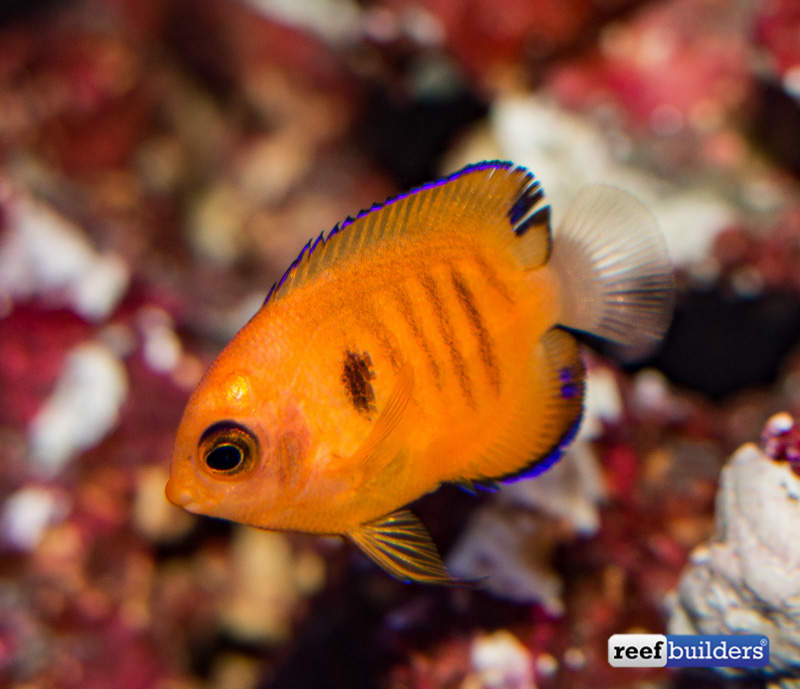 captive-bred-flame-angelfish-3