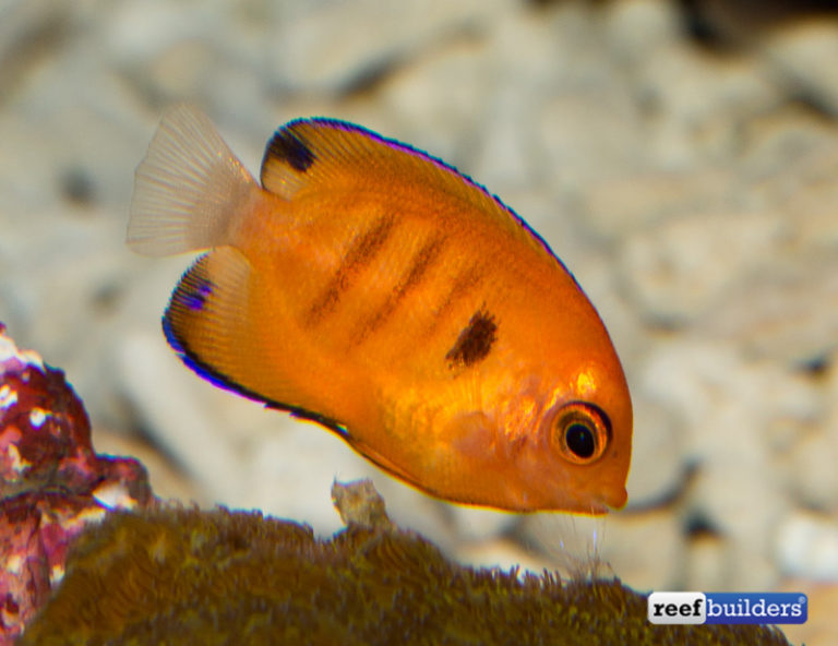 Captive Bred Flame Angelfish Resurface After Five Year Absence Reef