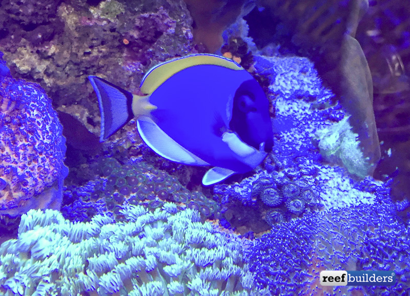 Attempt to capture how fat this powder blue tang is. Usually when you are a fish this fat you are soon cooked up for supper. Photo by Tony Rogers