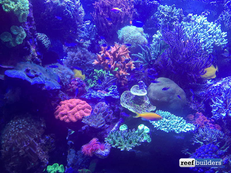 A view from one of the side panes showing a new perspective and the school of red spotted cardinalfish